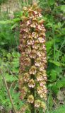 Orchis &times; wulffiana
