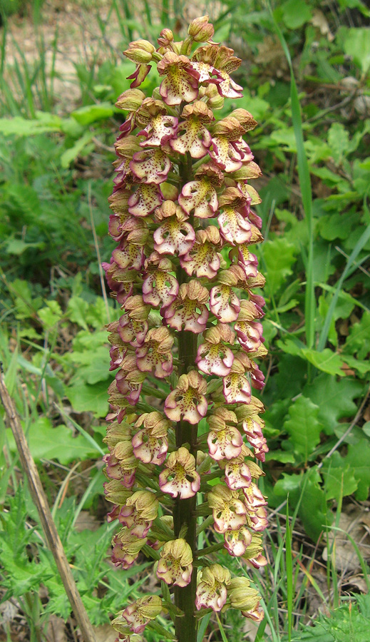 Image of Orchis &times; wulffiana specimen.