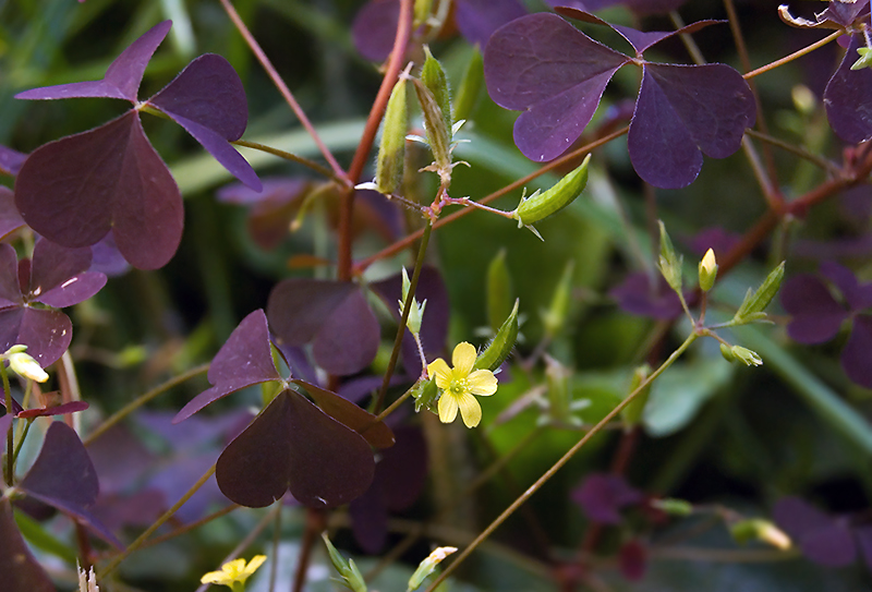 Изображение особи Oxalis stricta.