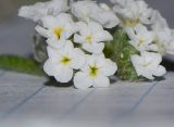 Изображение особи. Автор - Татьяна Мальчинская