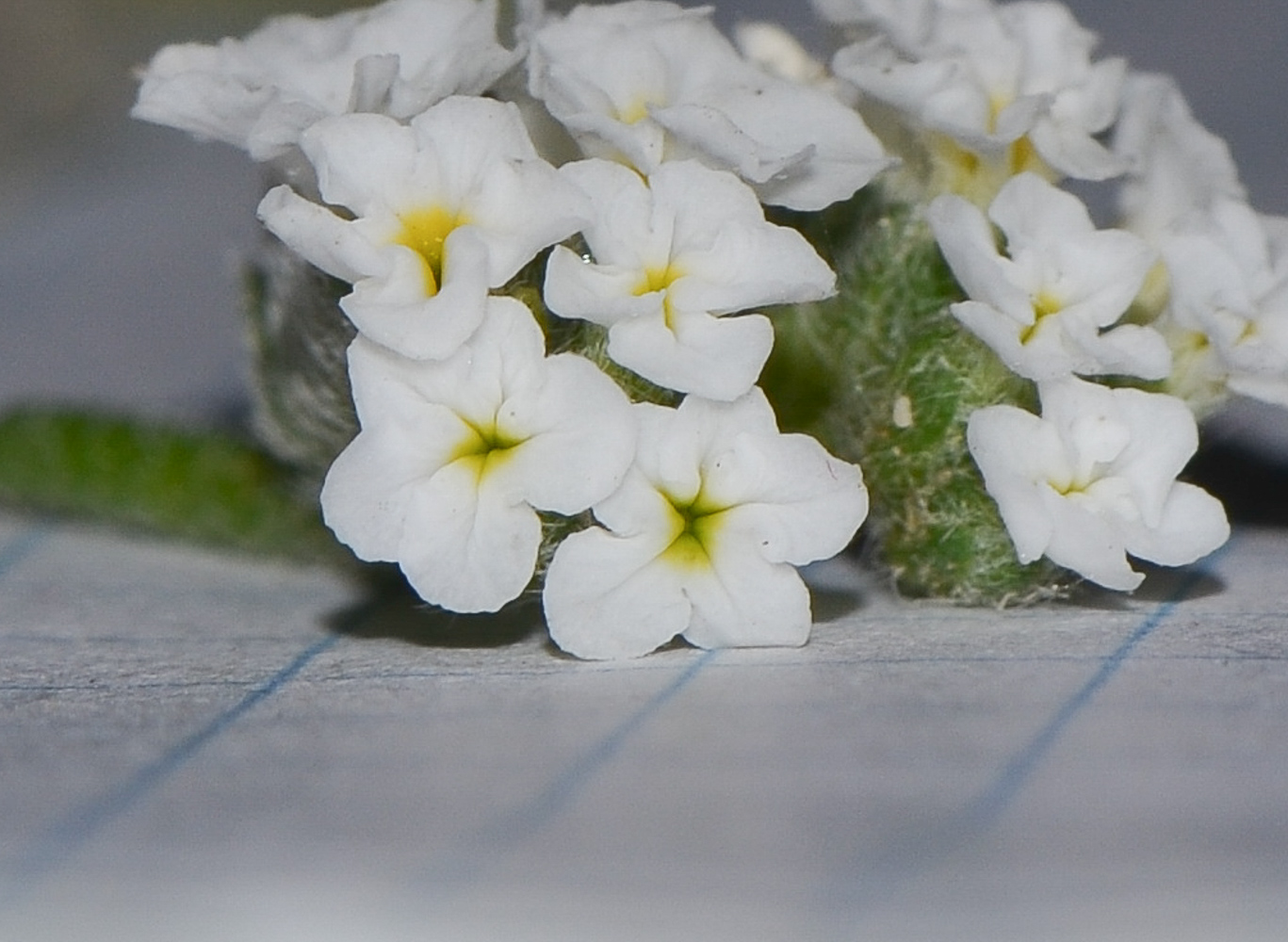 Image of Heliotropium erosum specimen.