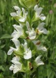 Salvia tesquicola