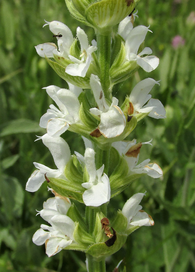 Изображение особи Salvia tesquicola.