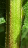 Verbascum pyramidatum