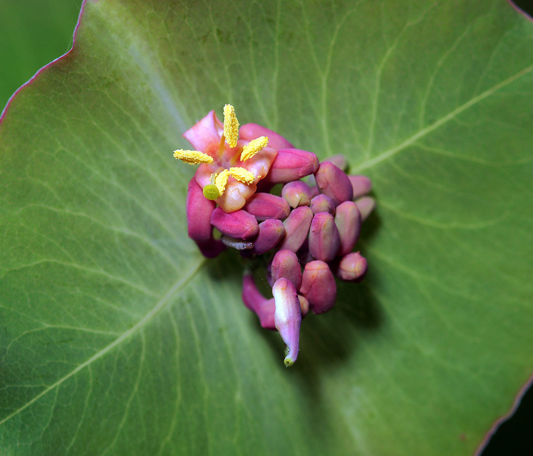 Изображение особи Lonicera dioica.