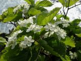 Sorbus alnifolia