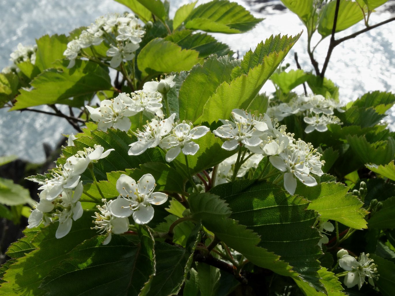 Image of Sorbus alnifolia specimen.