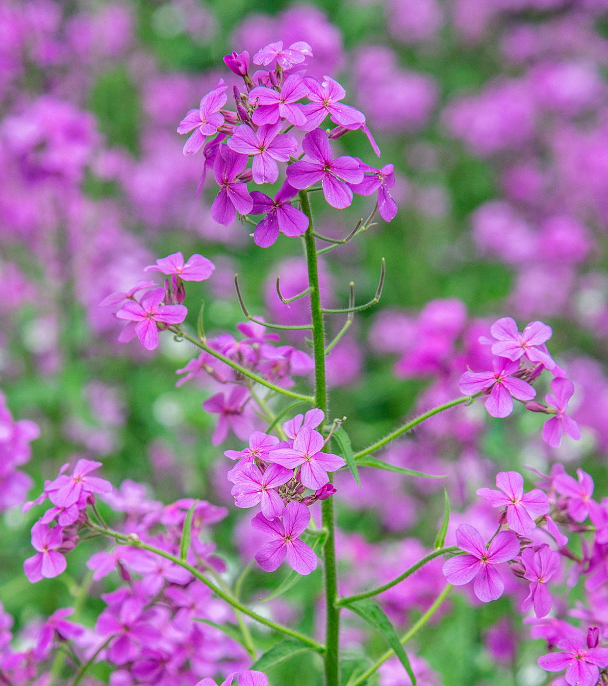 Image of Hesperis sibirica specimen.