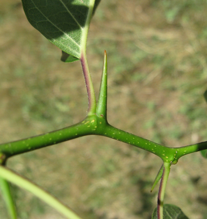 Image of Maclura pomifera specimen.