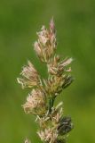 Dactylis glomerata