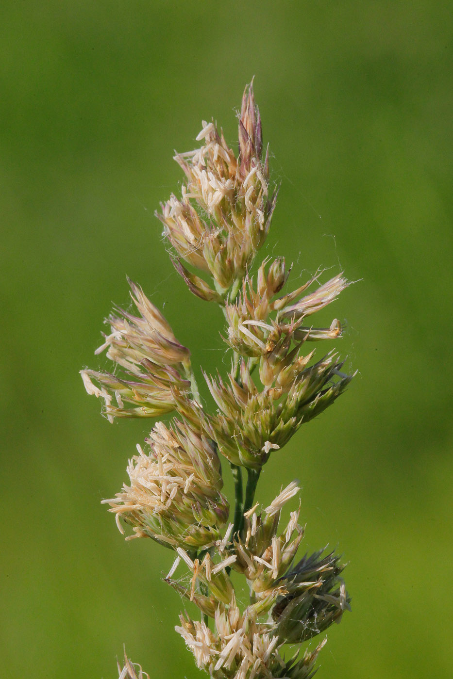 Изображение особи Dactylis glomerata.