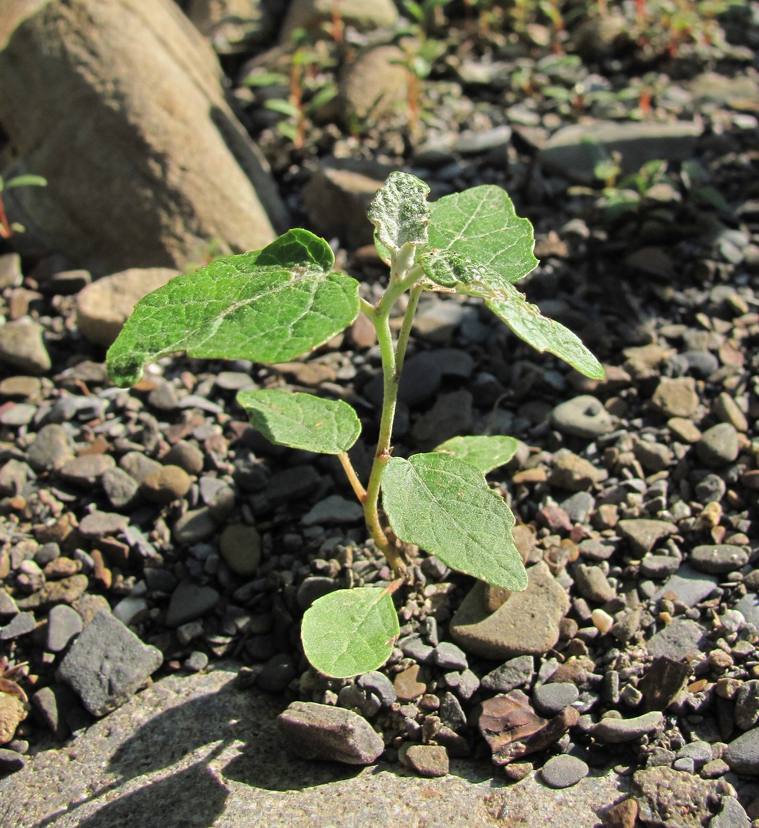 Image of Populus alba specimen.