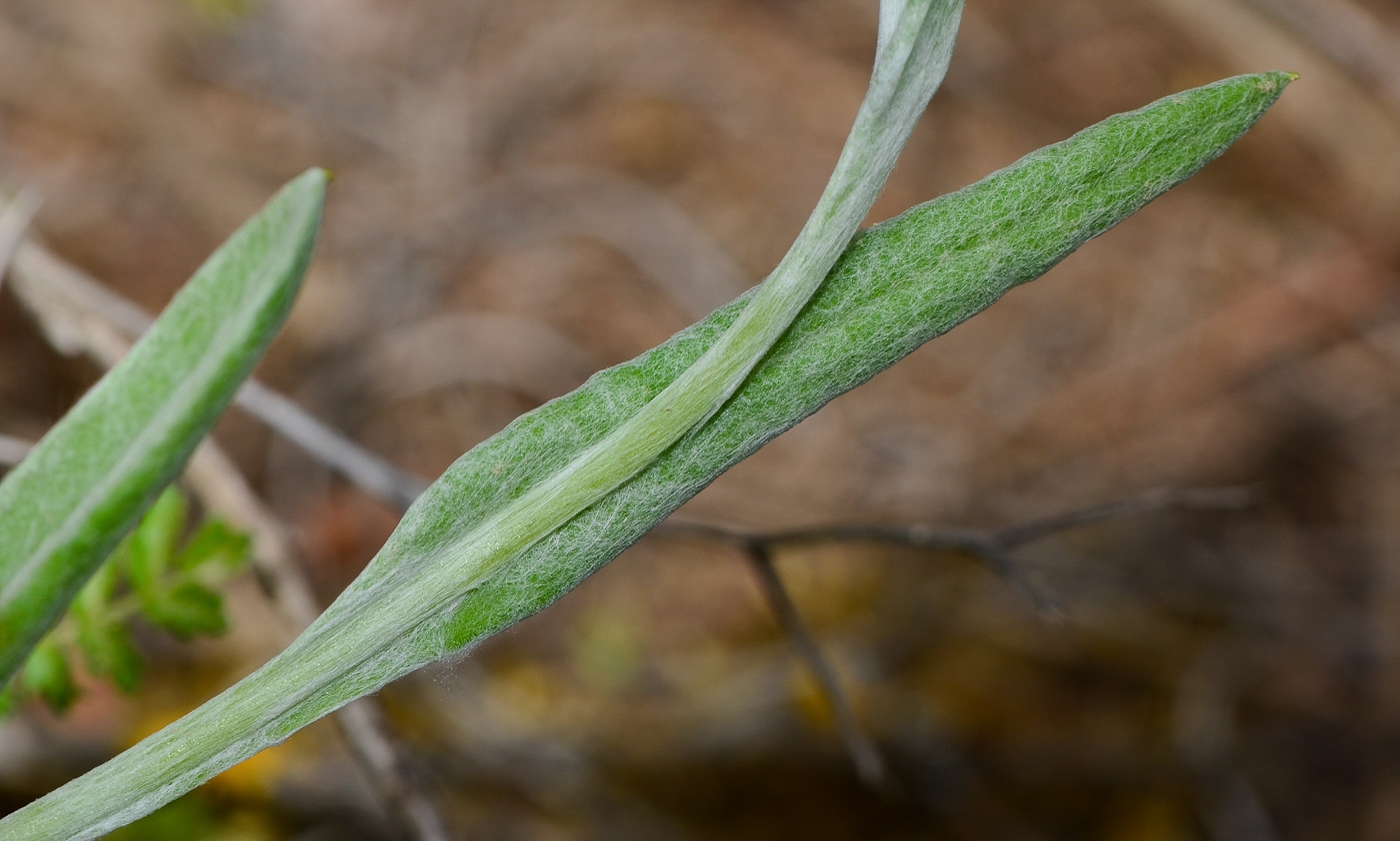 Image of Helichrysum sanguineum specimen.