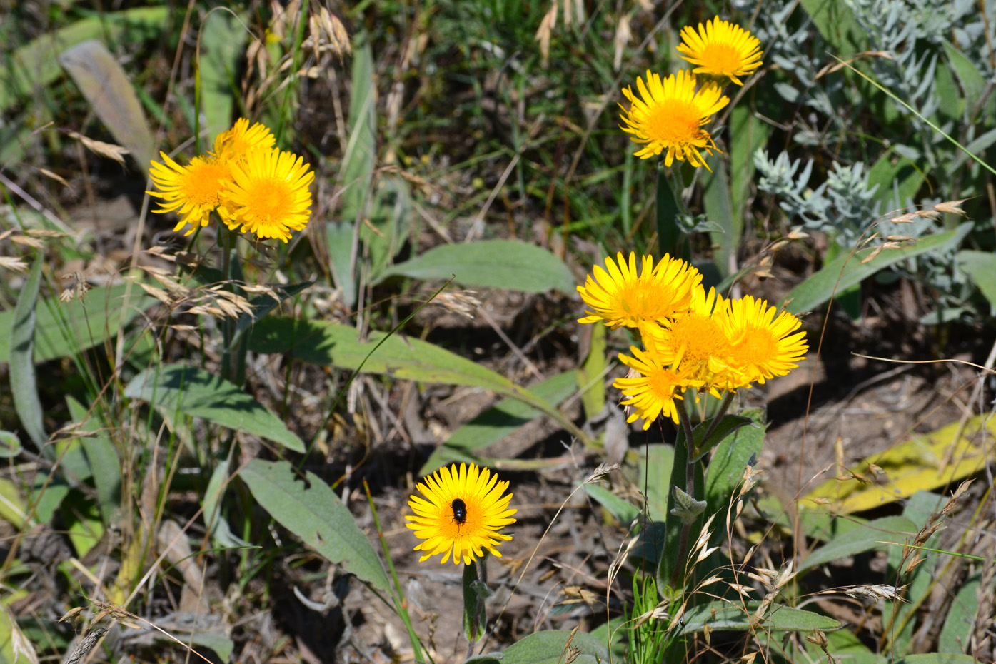 Изображение особи Inula oculus-christi.