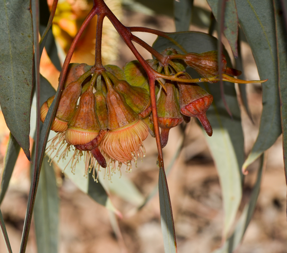 Изображение особи род Eucalyptus.