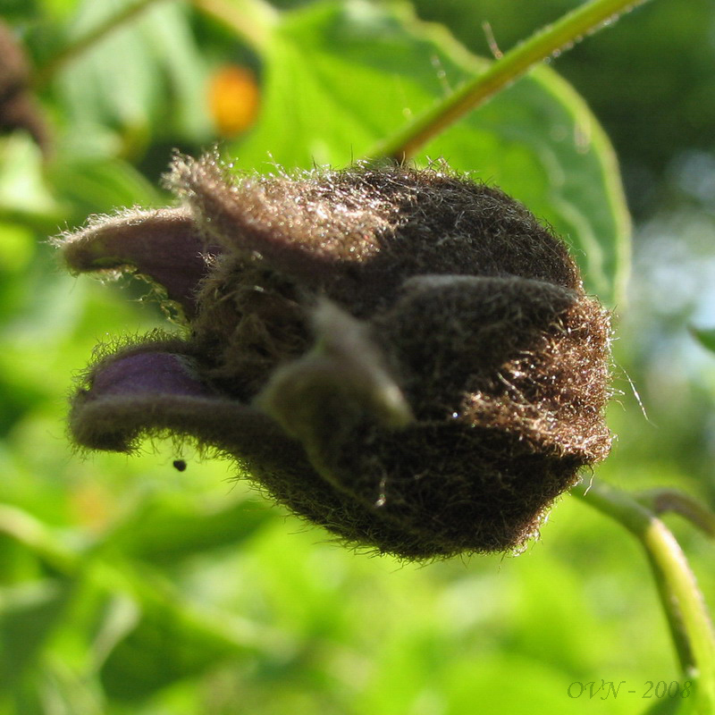 Изображение особи Clematis fusca.