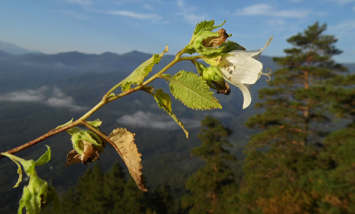 Image of Campanula pendula specimen.