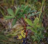 Comarum palustre