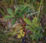 Comarum palustre. Листья. Пермский край, Оханский р-н, левый берег р. Кама, Кунчурихинский бор, мезотрофный осоковый лагг верхового болота, окружённый смешанным лесом. 03.09.2016.