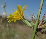 Chondrilla juncea