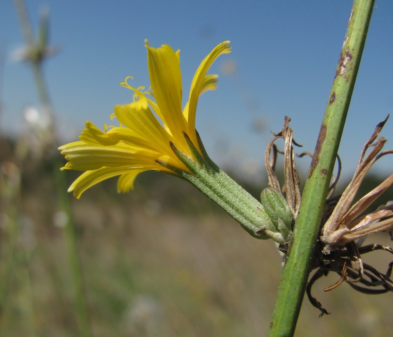 Изображение особи Chondrilla juncea.