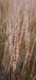 Calamagrostis epigeios. Соплодия. Татарстан, Агрызский р-н, с. Красный Бор, суходольный луг. 06.10.2016.