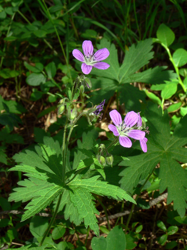 Изображение особи Geranium sylvaticum.