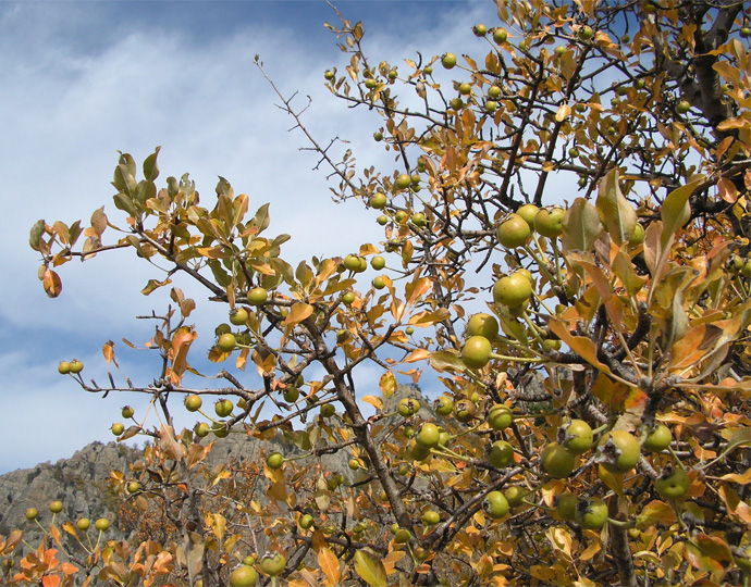 Image of Pyrus elaeagrifolia specimen.