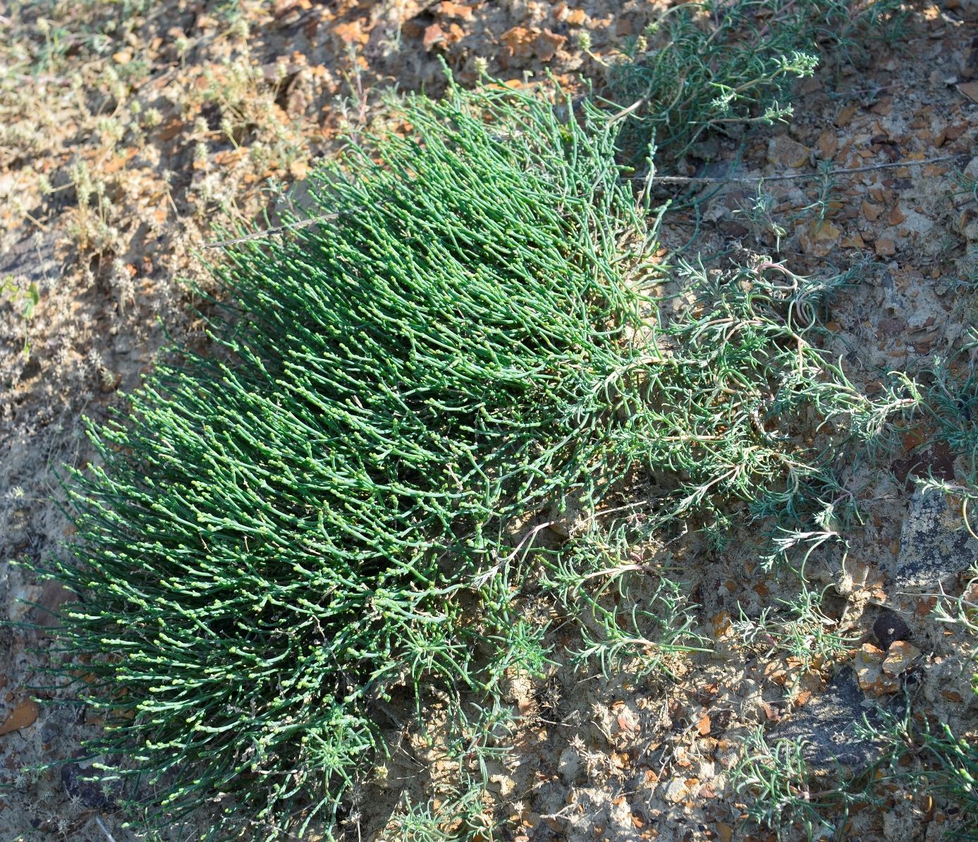 Image of Anabasis salsa specimen.