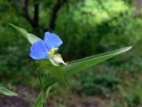 Commelina communis