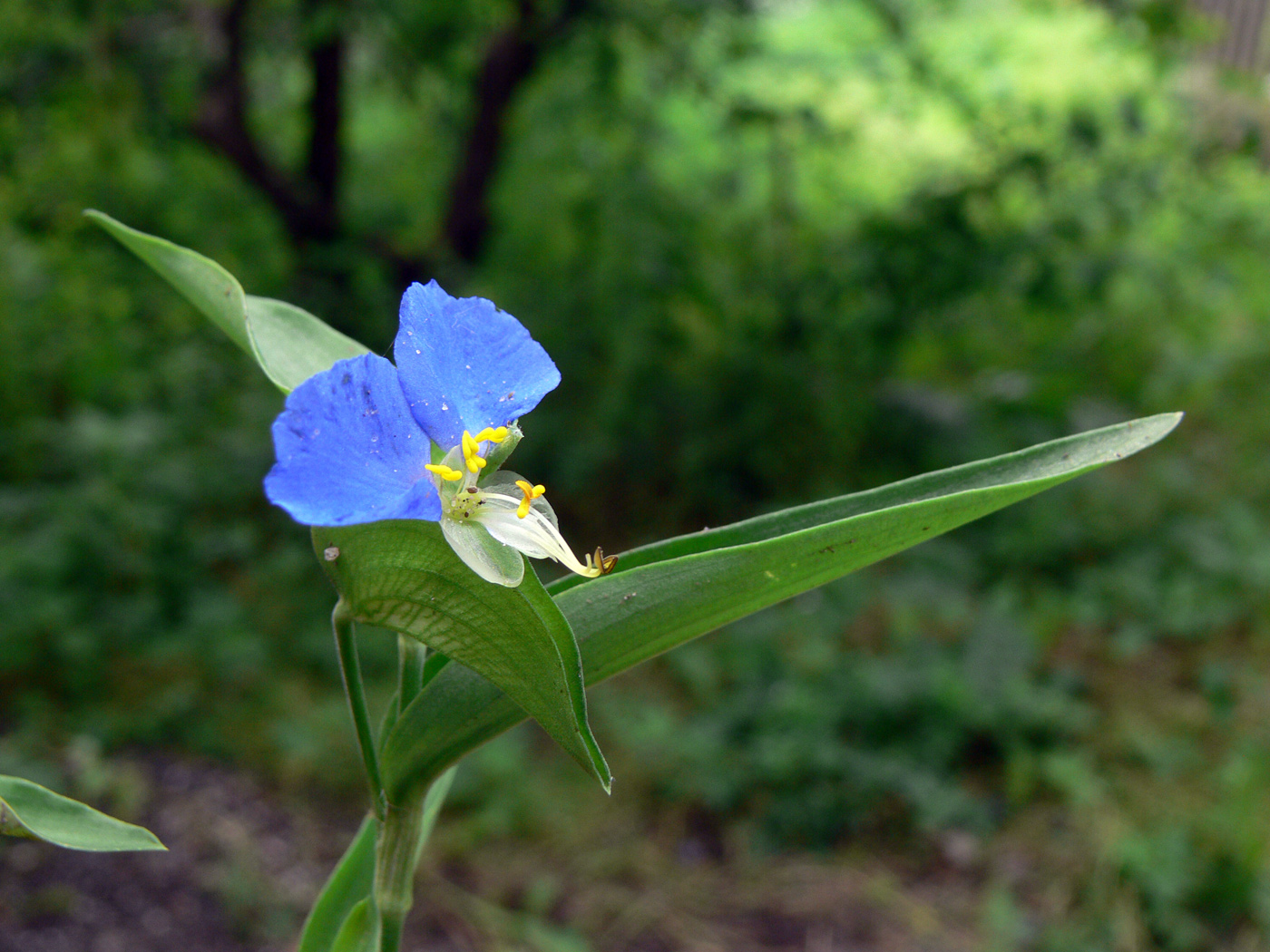 Изображение особи Commelina communis.