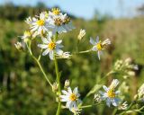 Doellingeria scabra. Соцветие. Амурская обл., Бурейский р-н, левый берег р. Бурея, в 2-3 км ниже Нижнебурейской ГЭС, под ЛЭП. 18.07.2016.