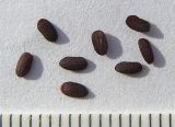 Image of taxon representative. Author is Сергей Банкетов