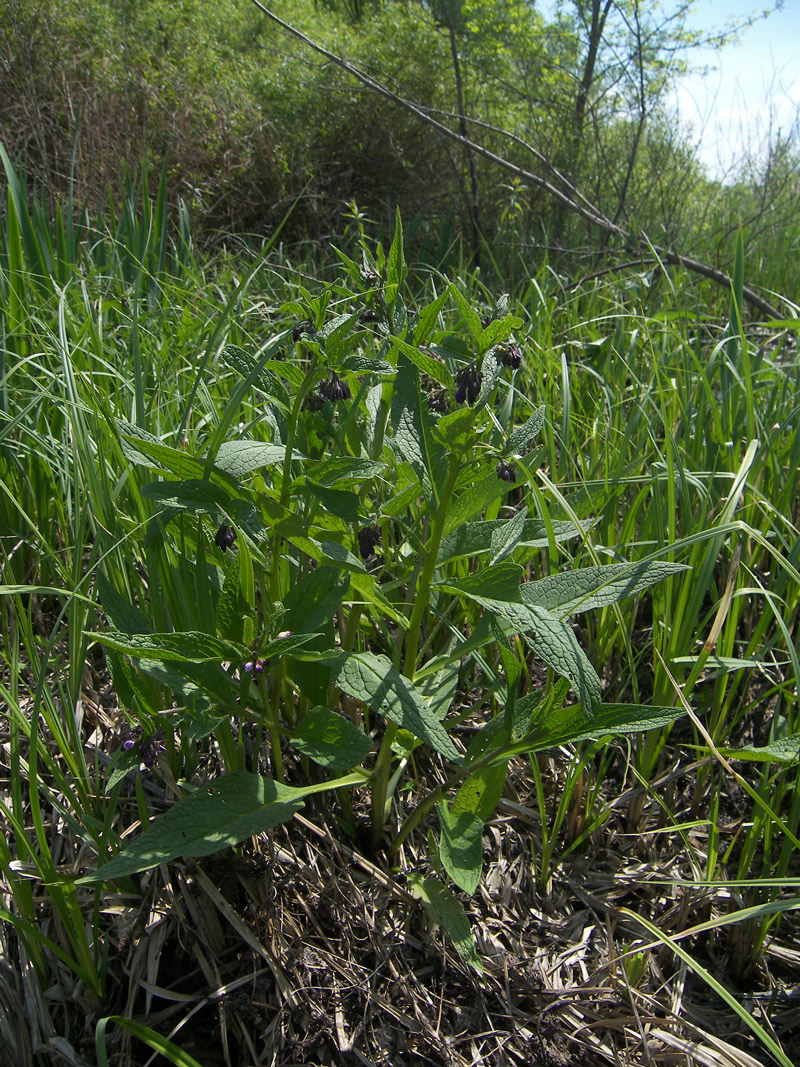 Изображение особи Symphytum officinale.