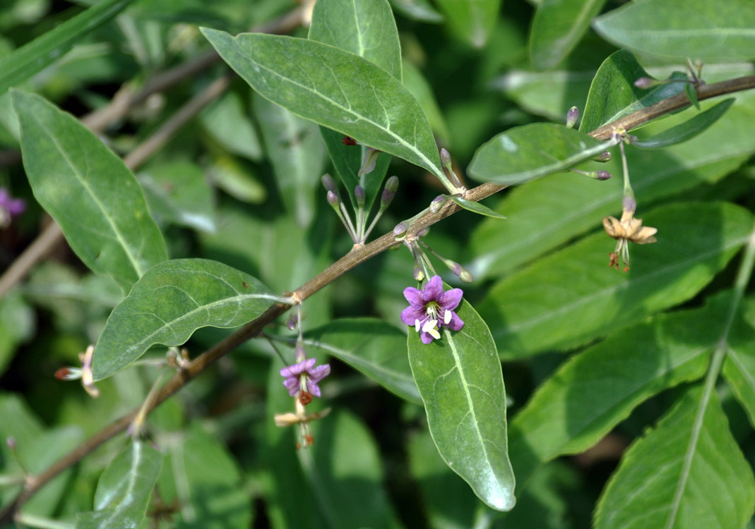 Изображение особи Lycium barbarum.