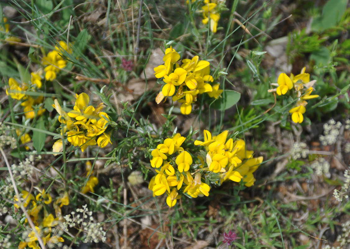 Изображение особи Genista depressa.