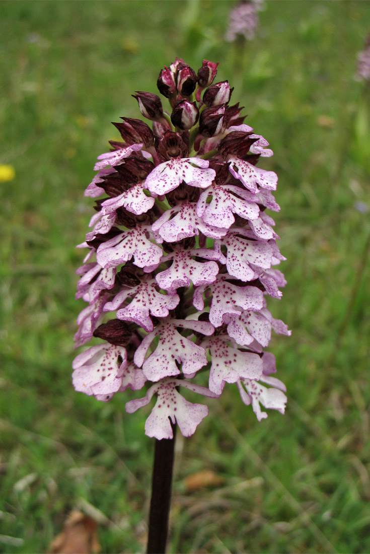 Изображение особи Orchis purpurea.