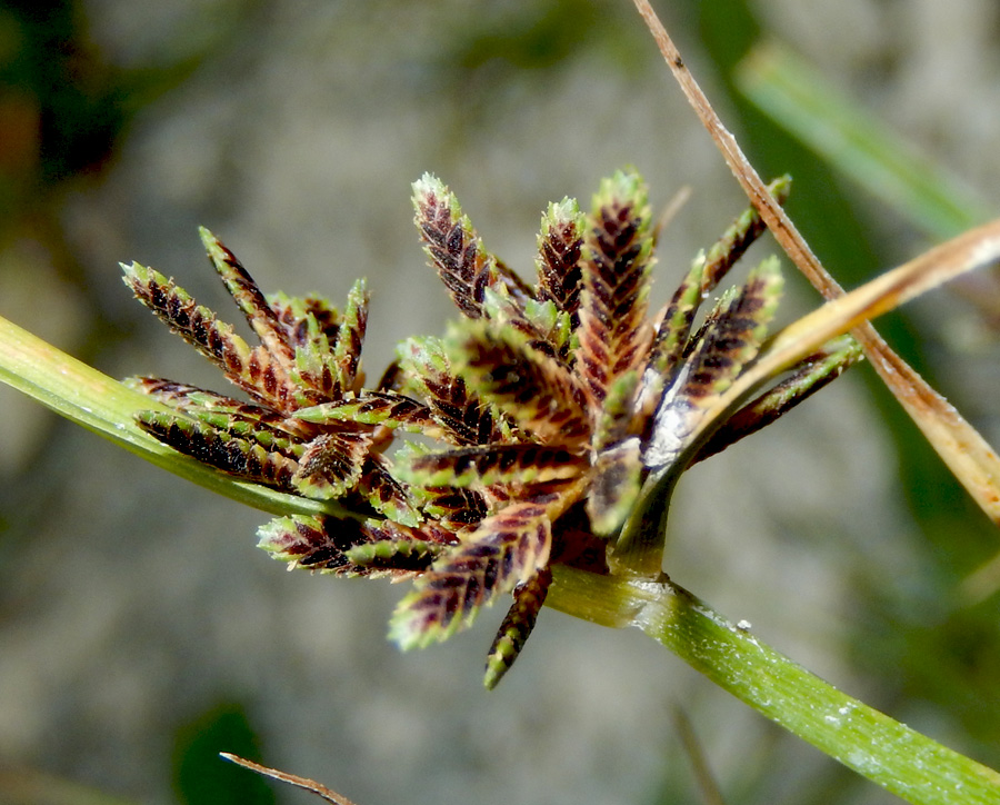 Image of Cyperus fuscus specimen.