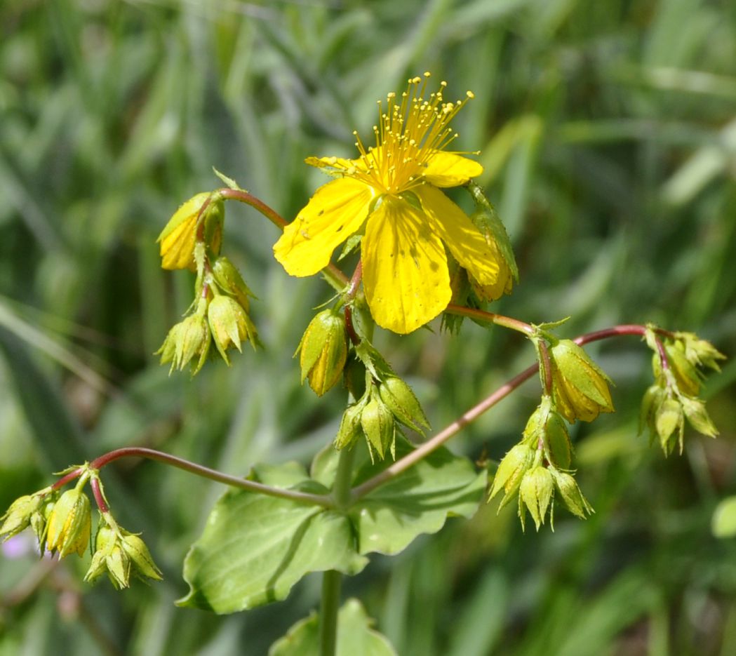 Image of Hypericum montbretii specimen.