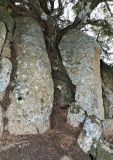 Juniperus oxycedrus. Нижняя часть ствола. Испания, Центральная Кордильера, нац. парк Сьерра-де-Гуадаррама, гранитный массив La Pedriza, ок. 1400 м н.у.м. Январь.