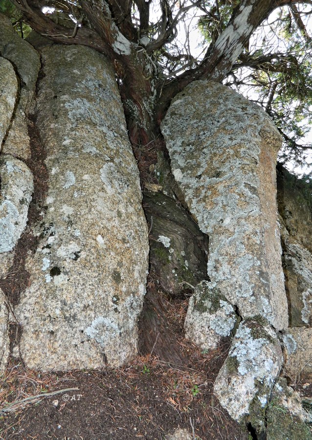 Изображение особи Juniperus oxycedrus.