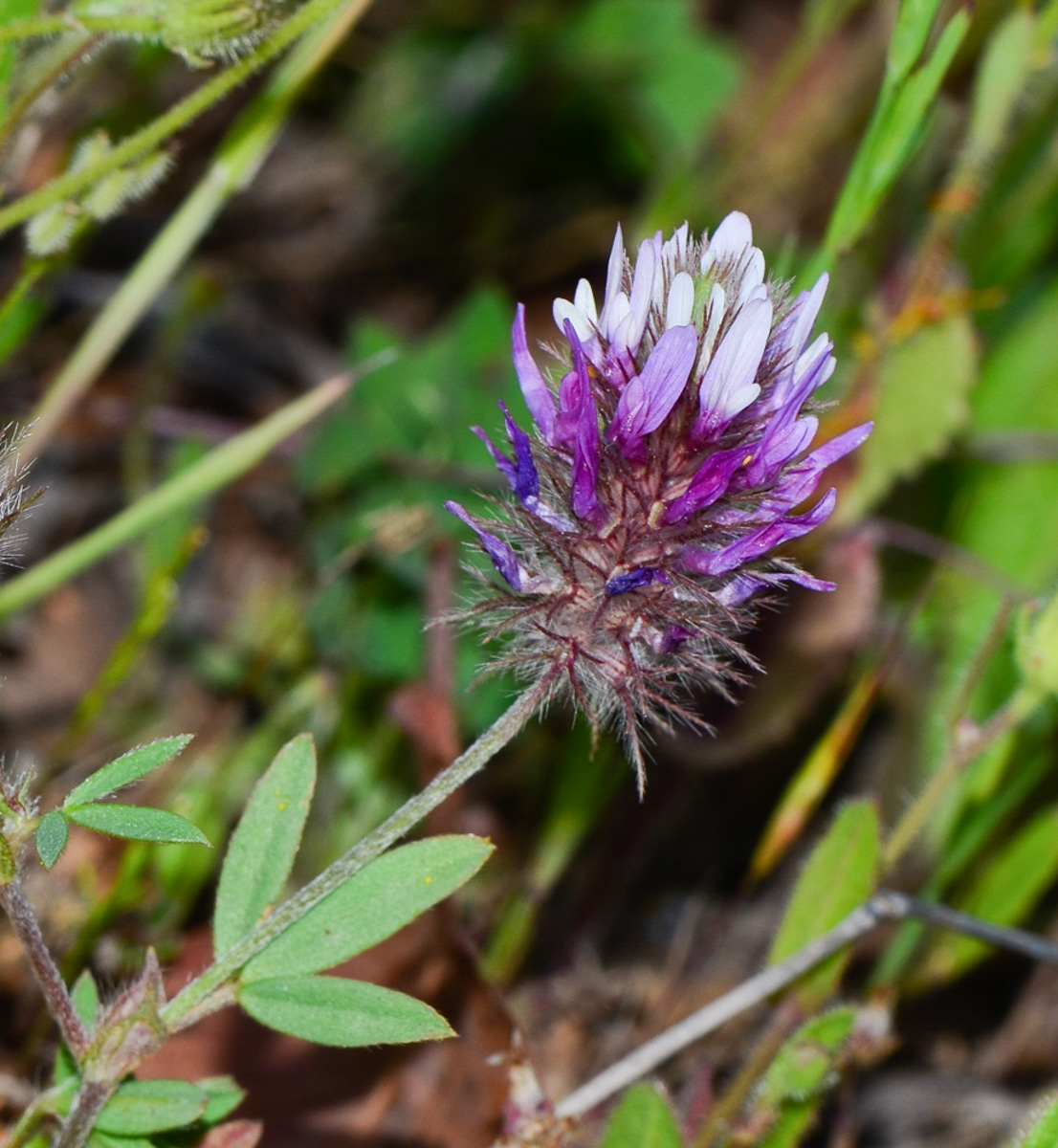 Изображение особи Trifolium prophetarum.