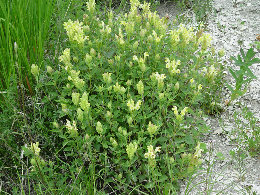 Изображение особи Scutellaria polyodon.