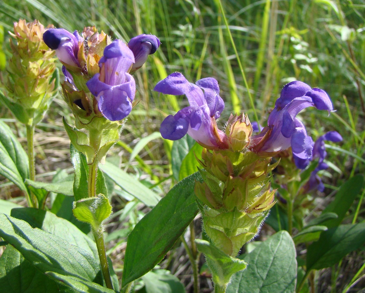 Image of Prunella grandiflora specimen.