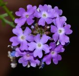 Glandularia pulchella