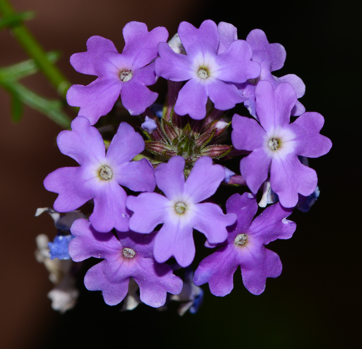 Image of Glandularia pulchella specimen.