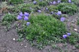 Campanula rotundifolia