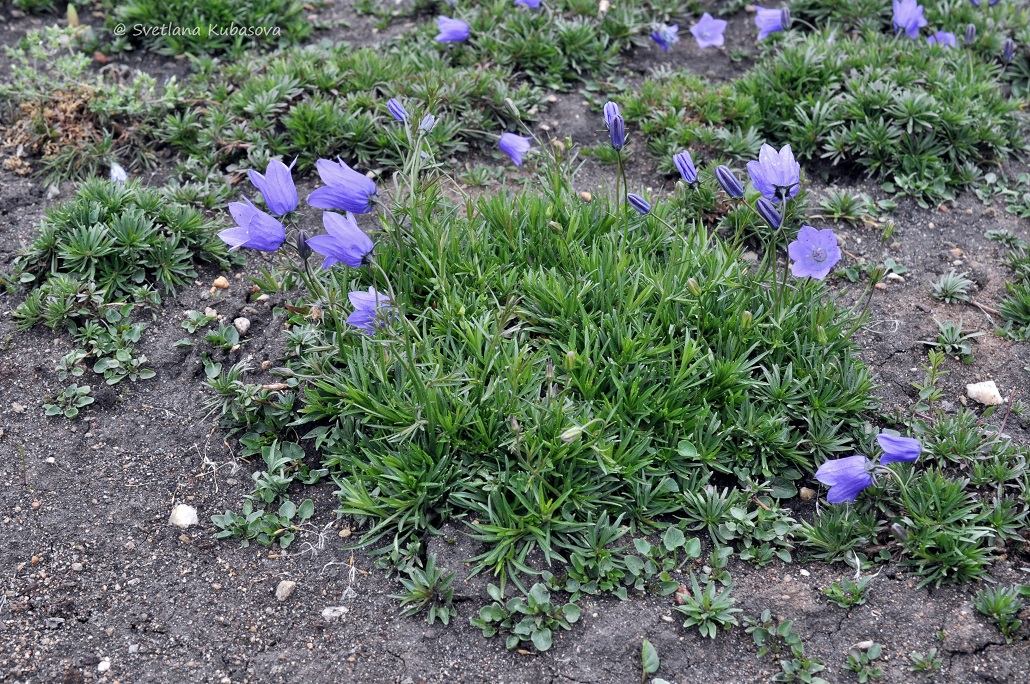 Image of Campanula rotundifolia specimen.