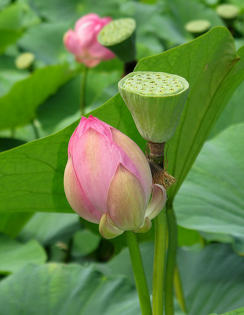 Изображение особи Nelumbo komarovii.