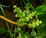 Acanthus ilicifolius